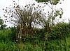 Weaver bird nests (photo: Njei, M.T)